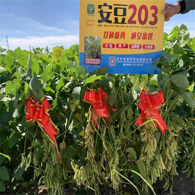 ���հ���203