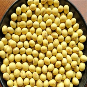 �����춹99