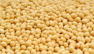 �����춹99